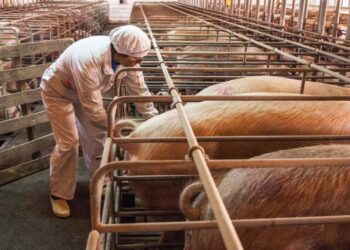 Venda de carne de porco à China  vai render 100 milhões este ano