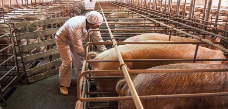 Venda de carne de porco à China vai render 100 milhões este ano