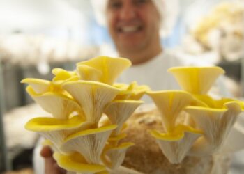 Cogumelos às cores de Porto de Mós para o mercado gourmet