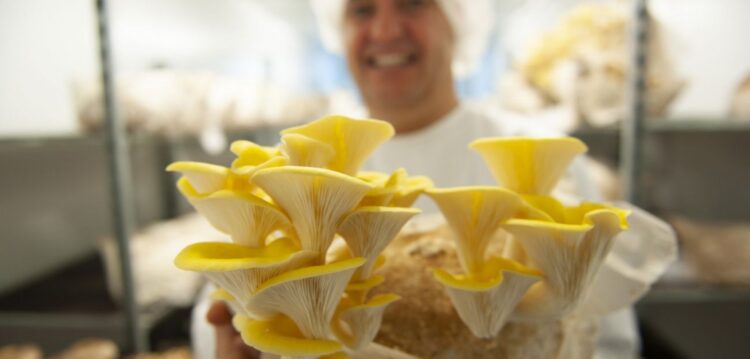 Cogumelos às cores de Porto de Mós para o mercado gourmet
