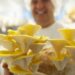 Cogumelos às cores de Porto de Mós para o mercado gourmet