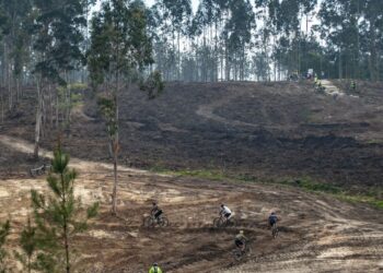 Nemátodo obriga a cortar mais de três mil árvores na Mata dos Marrazes