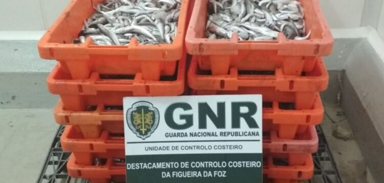 Cerca de 110 quilos de pescada doados a instituições sociais