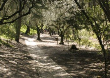 Mata Municioal de Ourém vai ter projecto de requalificação ecológica e paisagística