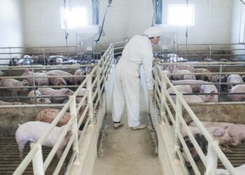 AdP Energias assume tratamento dos efluentes suinícolas