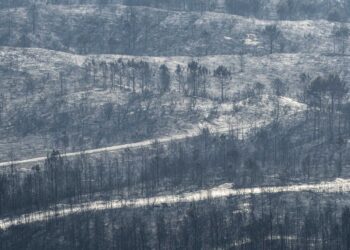 Permanência de pé de floresta ardida no Pinhal de Leiria desvaloriza madeira
