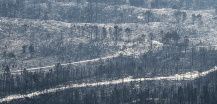 Permanência de pé de floresta ardida no Pinhal de Leiria desvaloriza madeira