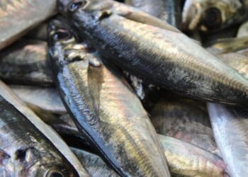 Venda de carapau nas lotas de  Nazaré e Peniche rende 2,9 milhões