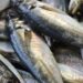 Venda de carapau nas lotas de Nazaré e Peniche rende 2,9 milhões