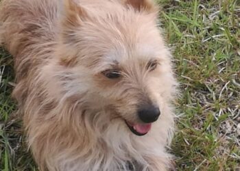 Casal adopta e faz desaparecer centenas de cães e gatos