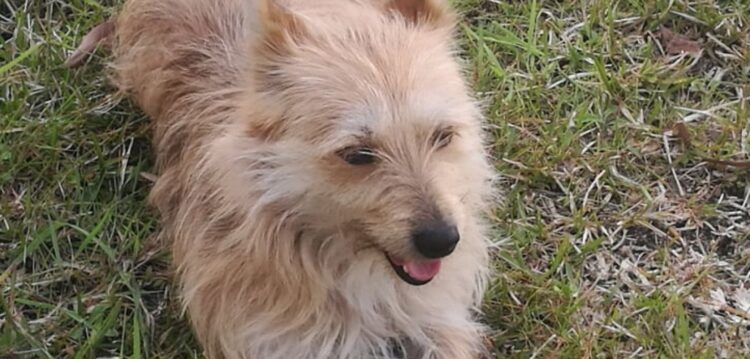 Casal adopta e faz desaparecer centenas de cães e gatos