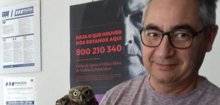 Corujas, falcões, lontras e tartarugas: 32 animais salvos pela BriPA da PSP