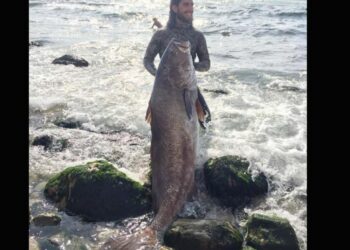Jovem de São Pedro de Moel caçou “o peixe de uma vida” com 58 kg (veja o vídeo)