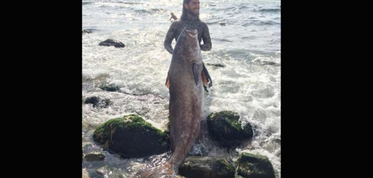 Jovem de São Pedro de Moel caçou “o peixe de uma vida” com 58 kg (veja o vídeo)