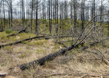 Milhares de árvores cortadas estão há meses caídas no Pinhal de Leiria