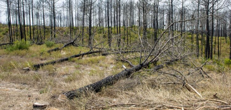 Milhares de árvores cortadas estão há meses caídas no Pinhal de Leiria