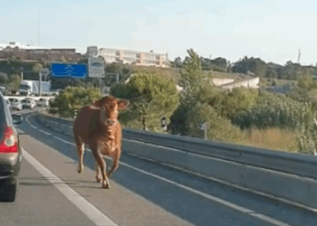 Vaca tresmalhada à solta na autoestrada em Leiria