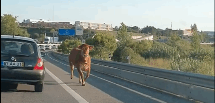 Vaca tresmalhada à solta na autoestrada em Leiria
