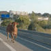 Vaca tresmalhada à solta na autoestrada em Leiria
