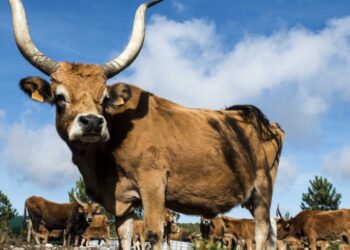 Depois das cabras, Serro Ventoso aposta nas vacas sapadoras