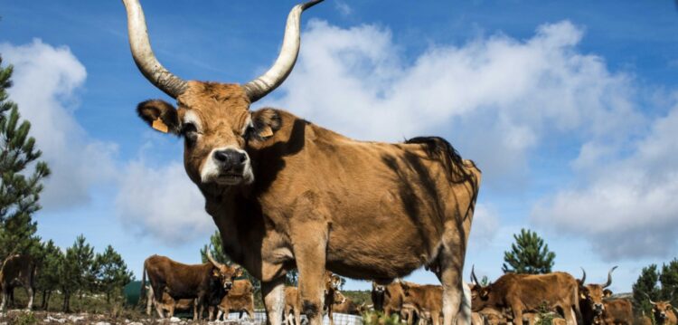 Depois das cabras, Serro Ventoso aposta nas vacas sapadoras