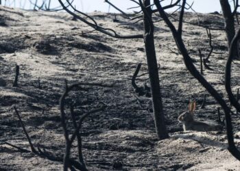 Estado de Alerta Vermelho para Leiria devido ao calor e risco de incêndio