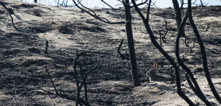 Estado de Alerta Vermelho para Leiria devido ao calor e risco de incêndio