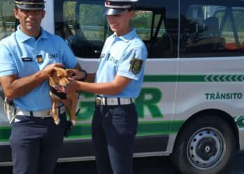 GNR encontra cão perdido na A1