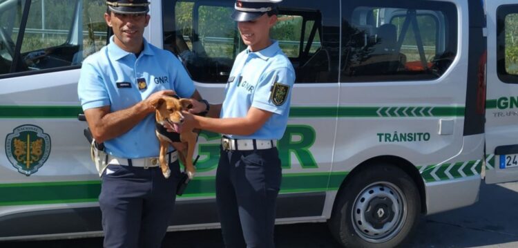 GNR encontra cão perdido na A1