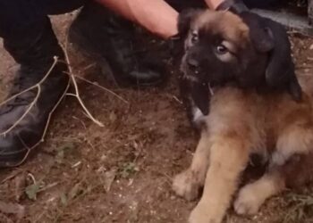 Militar da GNR adopta cão abandonado