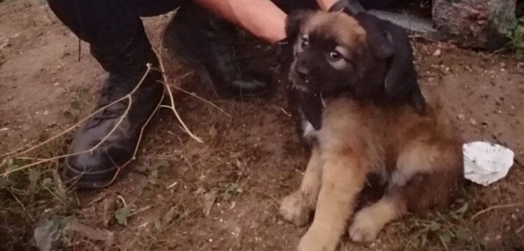 Militar da GNR adopta cão abandonado