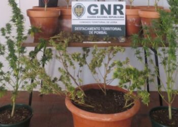 GNR detém suspeito de tráfico e cultivo de droga