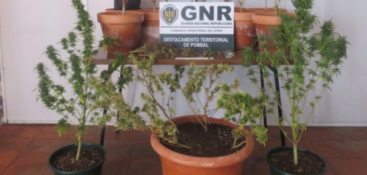 GNR detém suspeito de tráfico e cultivo de droga