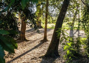 Município de Leiria planta 20 mil árvores na Mata Nacional do Urso