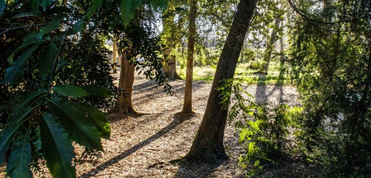 Município de Leiria planta 20 mil árvores na Mata Nacional do Urso
