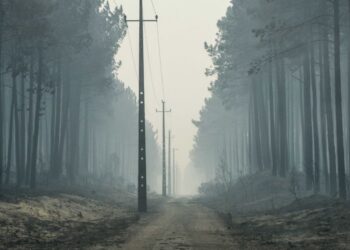 Pombal aposta na floresta autóctone para recuperar áreas ardidas