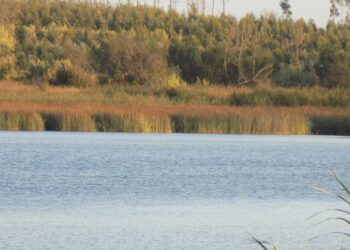 Proliferação de eucaliptos acelera “morte” da Lagoa da Ervedeira