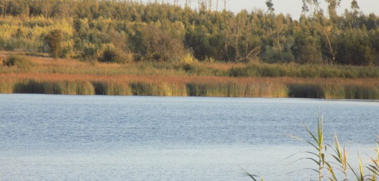 Proliferação de eucaliptos acelera “morte” da Lagoa da Ervedeira