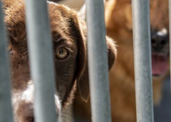 Suspeita de maltratar animais constituída arguida