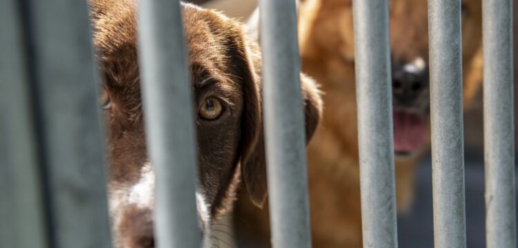 Suspeita de maltratar animais constituída arguida