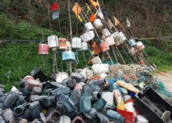 Brigada do Mar encontra 15 golfinhos em decomposição nas praias da região