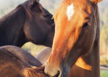 Marinha Grande começou a recensear cavalos