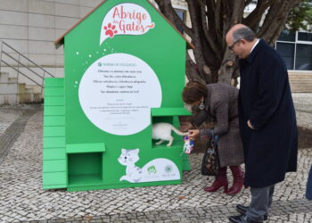 Município da Batalha cria infra-estruturas para acabar com gatos “sem-abrigo” na Batalha