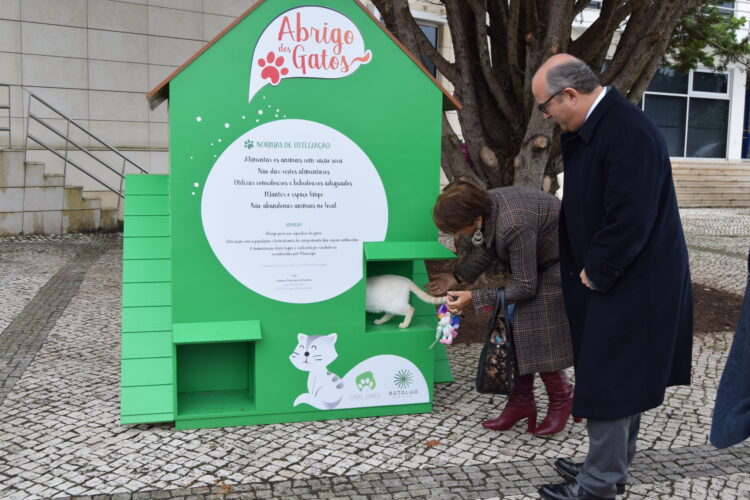 Município da Batalha cria infra-estruturas para acabar com gatos “sem-abrigo” na Batalha