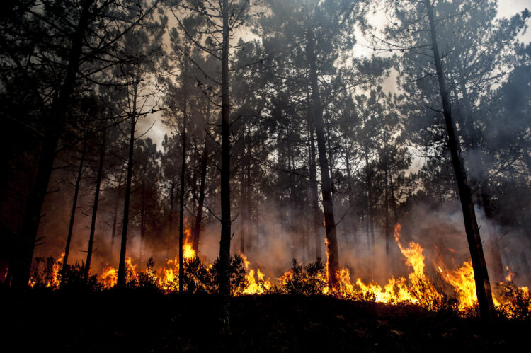 Sentença: culpa solteira no incêndio do Pinhal de Leiria