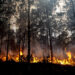 Sentença: culpa solteira no incêndio do Pinhal de Leiria