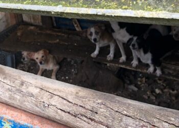 GNR resgata 43 cães vítimas de maus-tratos