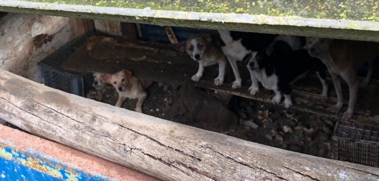 GNR resgata 43 cães vítimas de maus-tratos