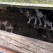 GNR resgata 43 cães vítimas de maus-tratos