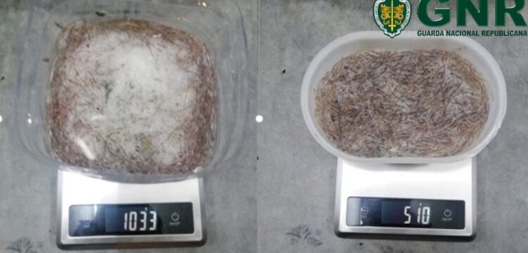 GNR prende dois suspeitos em flagrante na captura de meixão
